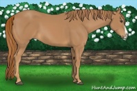 Horse Color:Chestnut Splash 