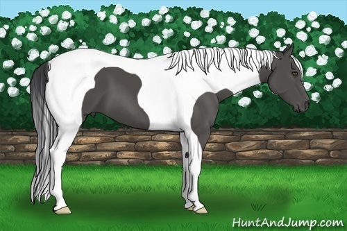Horse Color:Black Tobiano 