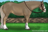 Horse Color:Chocolate Palomino Splash