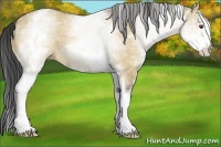 Horse Color:White Spotted Buckskin Dun 