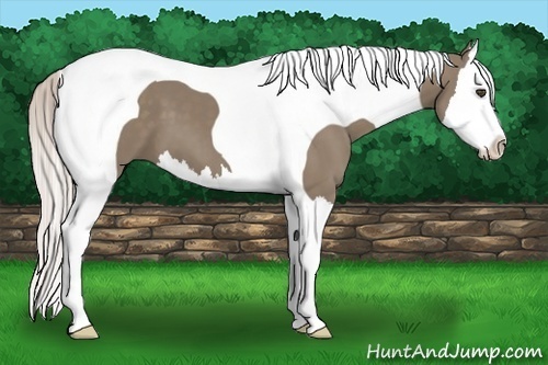 Horse Color:Silver Grullo Splash Tobiano 