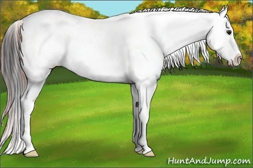 Horse Color:Bay Dun Appaloosa 