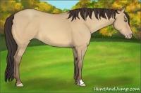 Horse Color:Amber Champagne Dun 
