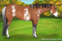 Horse Color:White Spotted Bay Frame