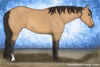 Horse Color:Bay Dun Sabino 