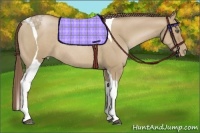 Horse Color:Grullo Pearl Tobiano Rabicano