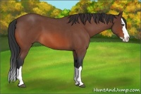 Horse Color:Bay Roan Splash