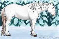 Horse Color:Chestnut Splash Appaloosa 