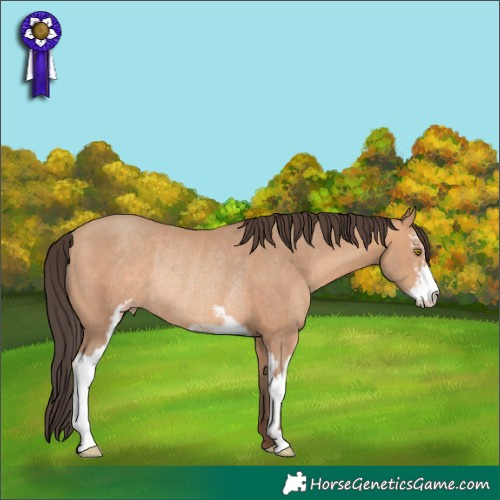 Horse Color:Amber Champagne Sabino Rabicano