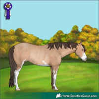 Horse Color:Amber Champagne Sabino Rabicano 
