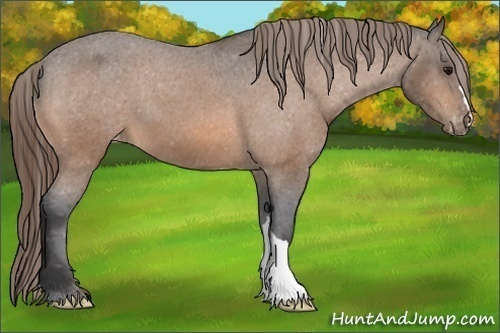 Horse Color:Buckskin Varnish 