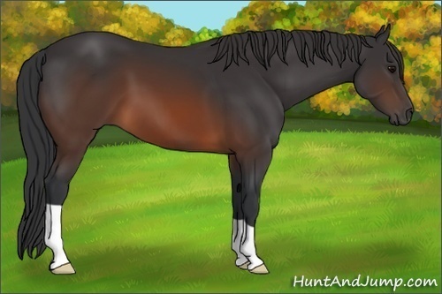 Horse Color:Brown 