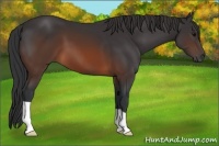 Horse Color:Brown 