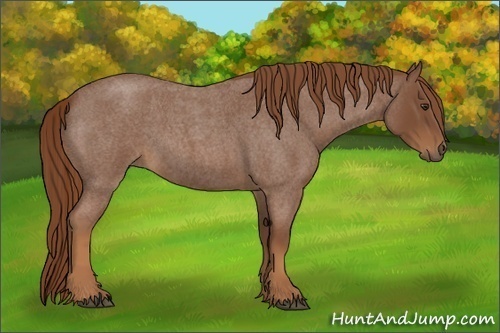 Horse Color:Red Roan