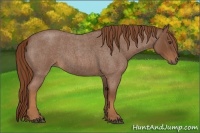 Horse Color:Red Roan 