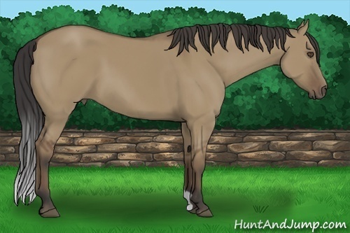 Horse Color:Buckskin Dun 