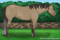 Horse Color:Buckskin Dun 