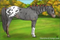 Horse Color:Liver Chestnut Appaloosa 