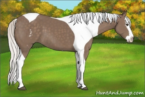 Horse Color:White Spotted Silver Black Splash Tobiano Frame 