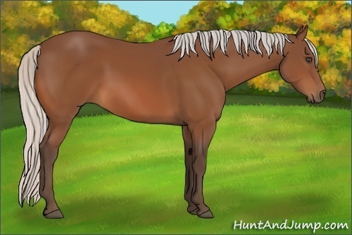 Horse Color:Silver Bay 