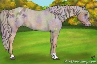 Horse Color:Nacre Chocolate Palomino Sabino Appaloosa 