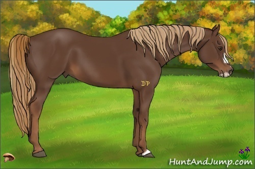Horse Color:Liver Chestnut Frame 