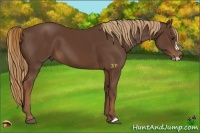 Horse Color:Liver Chestnut Frame 