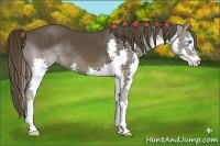 Horse Color:Liver Chestnut Splash