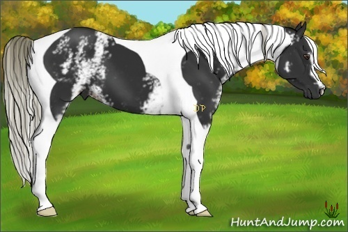 Horse Color:White Spotted Liver Chestnut Tobiano 