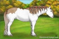 Horse Color:Red Dun Splash Rabicano 