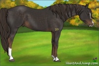 Horse Color:Liver Chestnut Sabino 