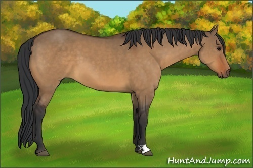 Horse Color:Bay Dun