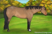 Horse Color:Bay Dun