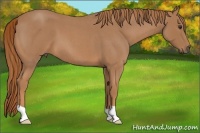 Horse Color:Unknown 