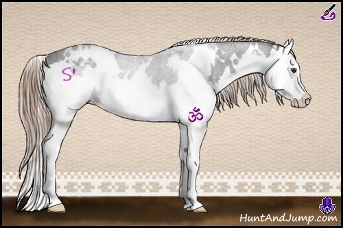 Horse Color:White Spotted Liver Chestnut Splash 