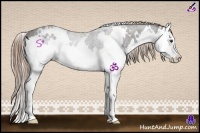 Horse Color:White Spotted Liver Chestnut Splash 