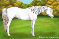 Horse Color:White Spotted Liver Chestnut Pearl