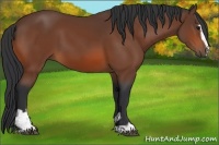 Horse Color:Bay Sabino