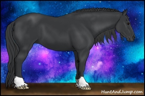 Horse Color:Black 