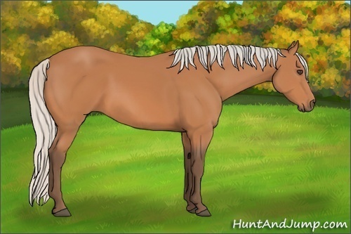 Horse Color:Silver Bay Sabino
