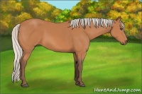 Horse Color:Silver Bay Sabino