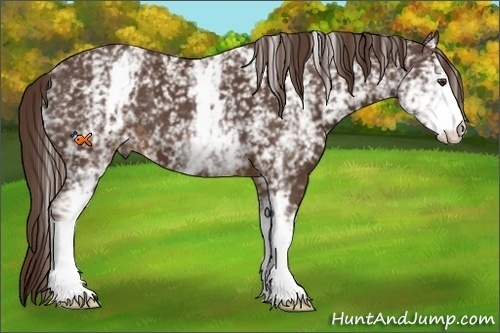 Horse Color:White Spotted Liver Chestnut 