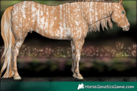 Horse Color:Chocolate Palomino Pearl Appaloosa  Brindle