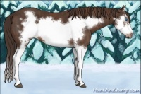 Horse Color:Liver Chestnut Splash Frame  Brindle