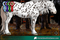 Horse Color:Liver Chestnut Appaloosa 