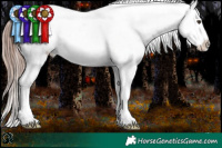 Horse Color:Liver Chestnut Appaloosa 