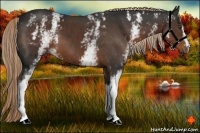 Horse Color:White Spotted Liver Chestnut 
