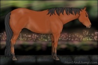 Horse Color:Bay 
