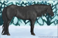 Horse Color:Black  Brindle