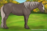 Horse Color:Silver Black